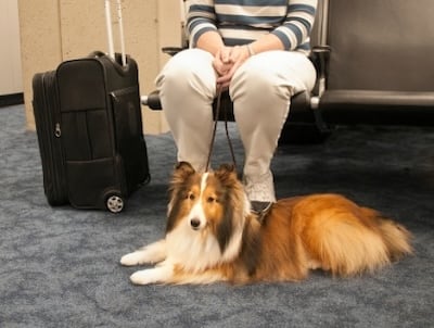 A service dog with it's owner in an airport to represent Flexgreen's odor removal services.